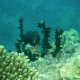 41- Demoiselle et corail noir 